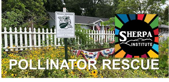 Pollinator Rescue